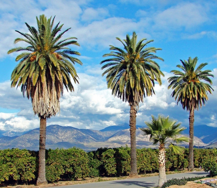 Маврикиева пальма в южной америке