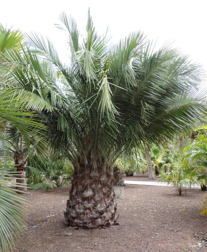 Бутия пальма