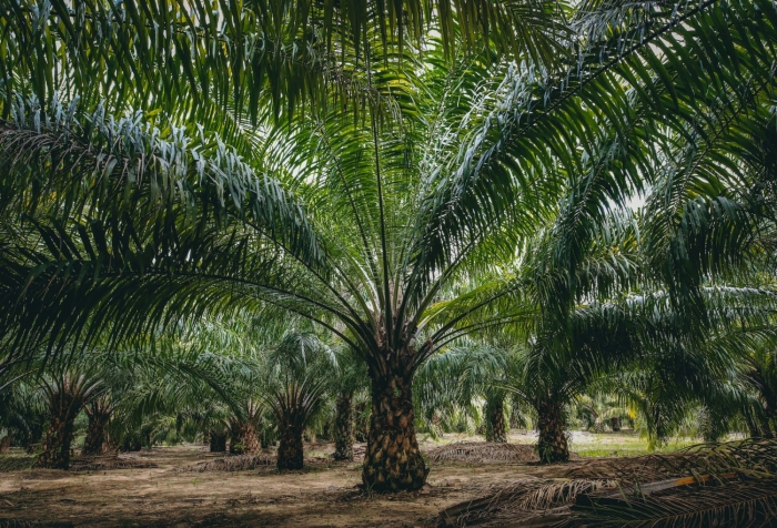 Масличная пальма нигерия