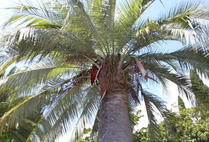 Слоновая пальма