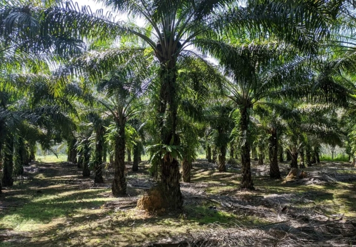 Африканская масличная пальма