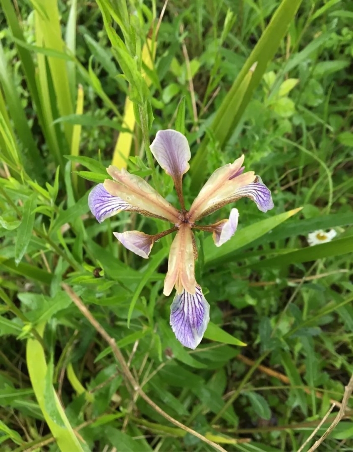 Дикий ирис касатик