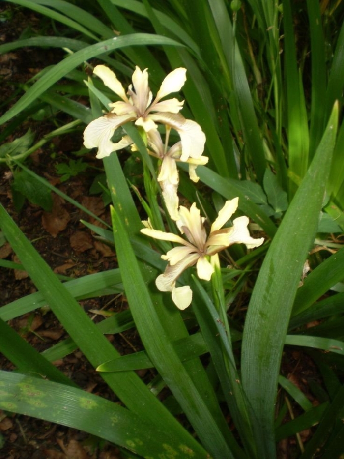 Iris foetidissima