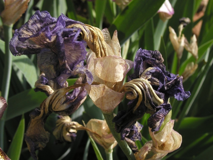 Болезни ирисов