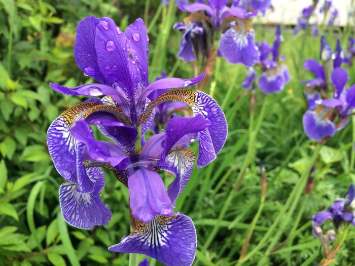 Ирис растение