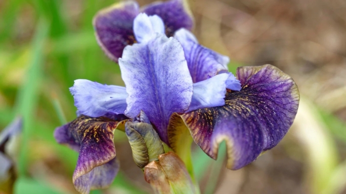 Ирис сибирский black joker