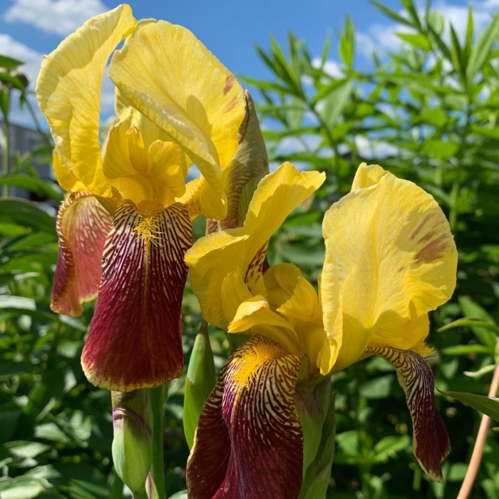 Ирис желтый