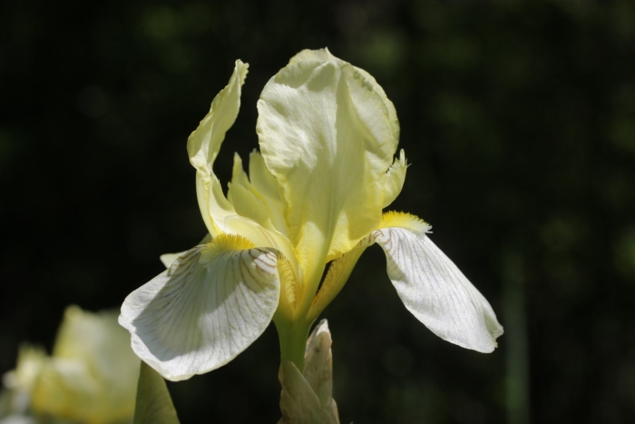 Ирис сибирский butter and sugar