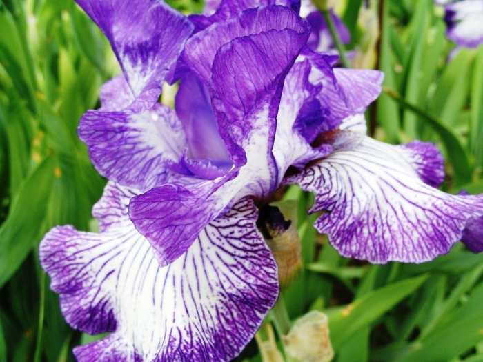 Ирис гилвей