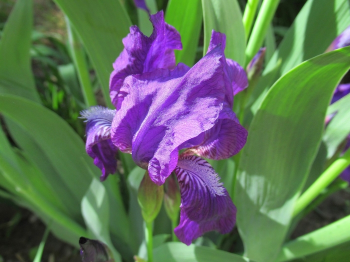 Ирис пурпл/лила