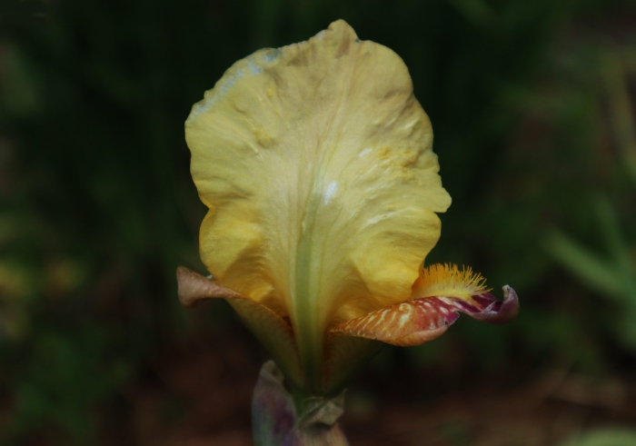 Цветок ирис