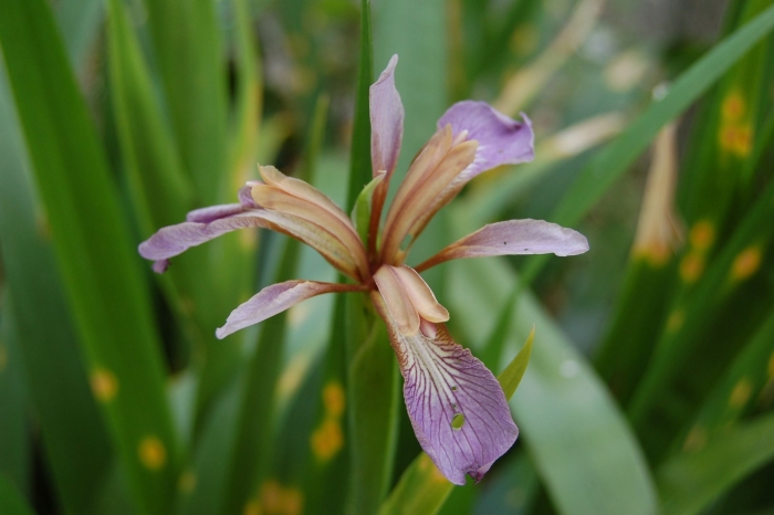 Iris foetidissima