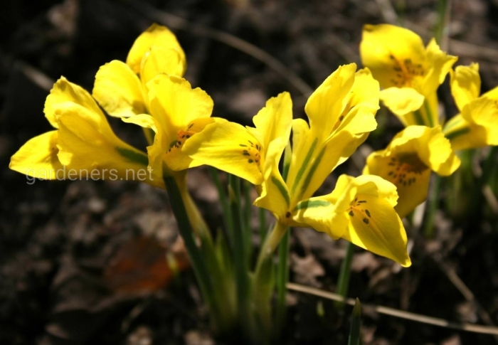 Ирис денфорда