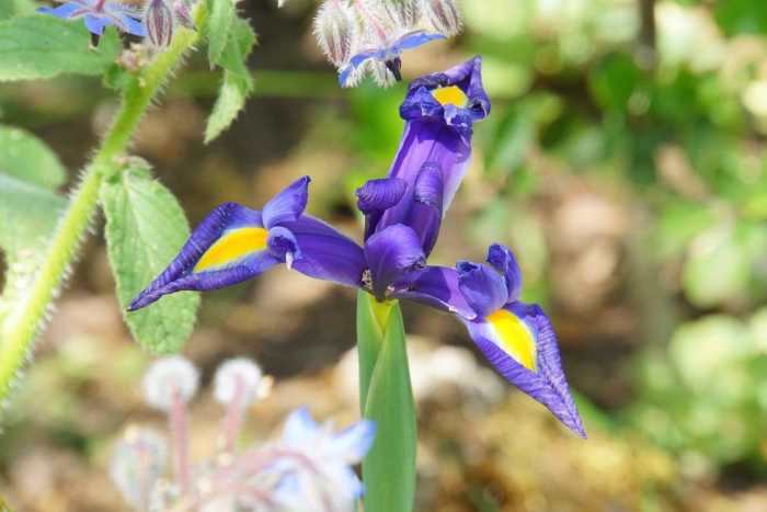 Дикие ирисы