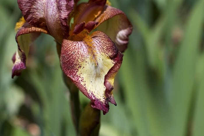 Ирис орхидейный