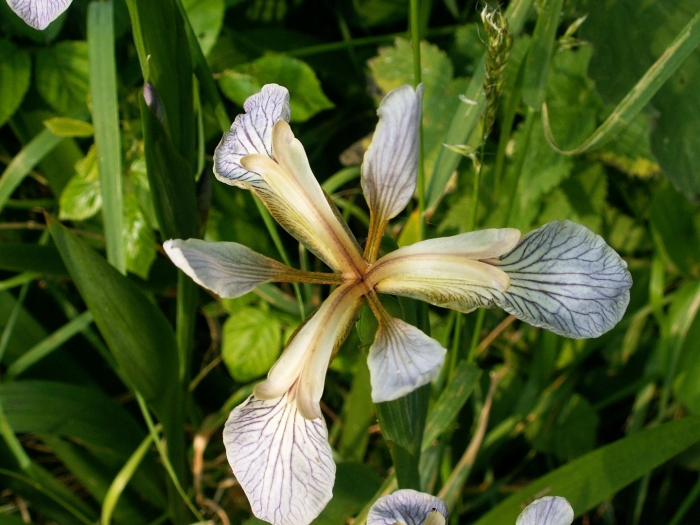 Iris foetidissima