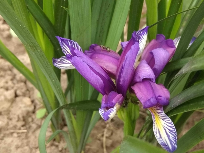 Ирис касатик