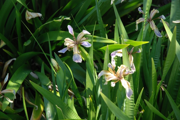 Stinking iris