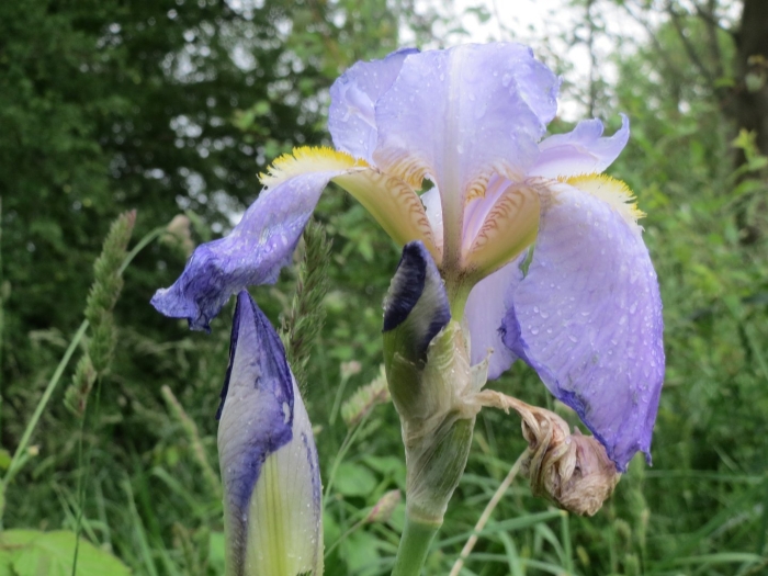 Ирис версиколор