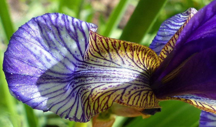 Ирис сибирский хау одейшс