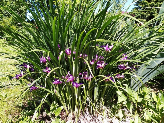 Ирис злаковидный