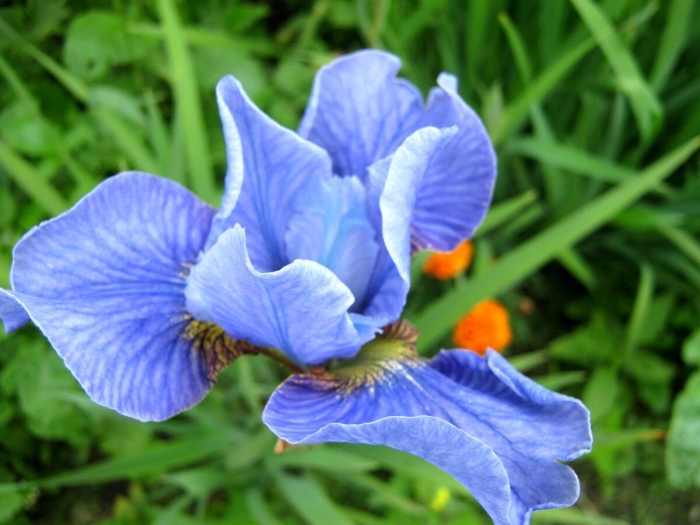 Ирис касатик сибирский