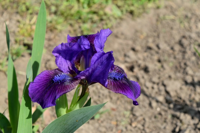 Ирис сибирский