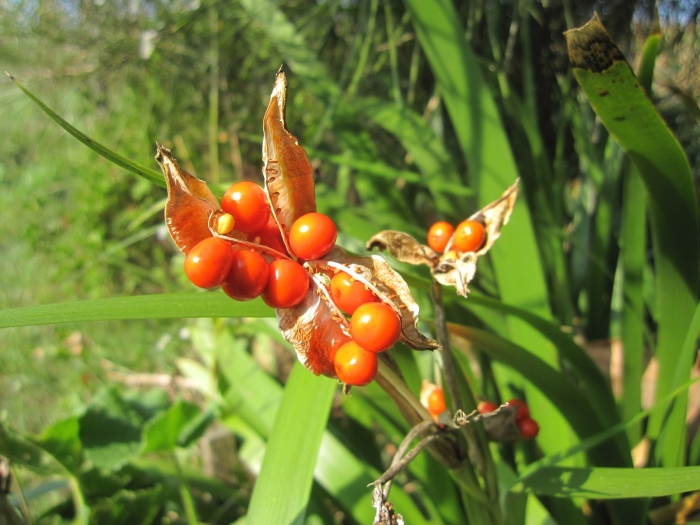 Iris foetidissima