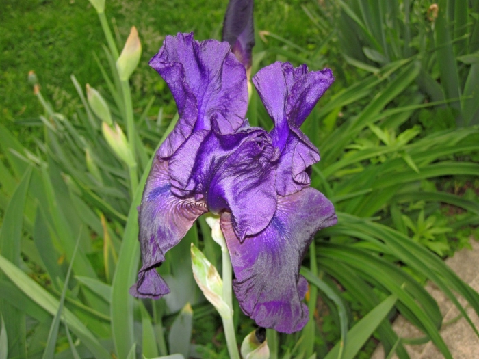 Ирис броад миндед