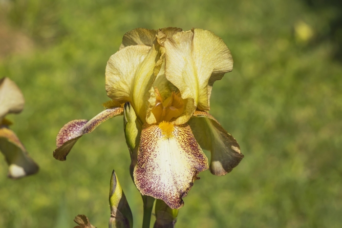 Ирис ready for my closeup