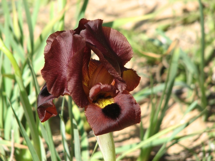 Iris atropurpurea