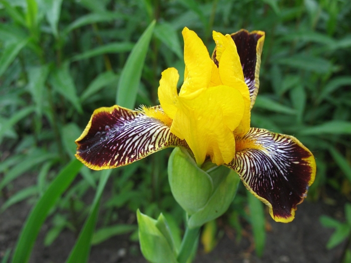Ирис желтый