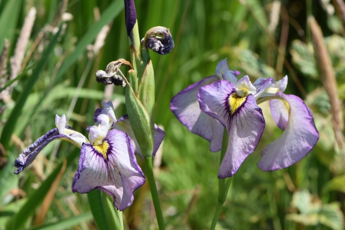 Ирис псеудата shiryukyo