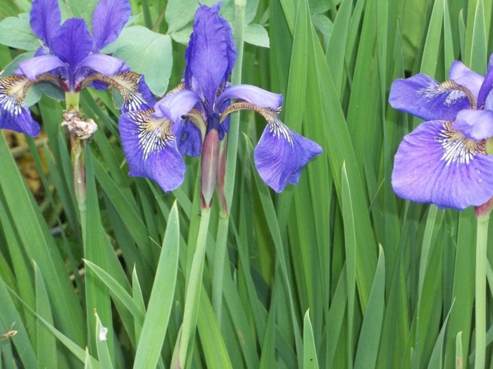 Ирис сибирский iris sibirica
