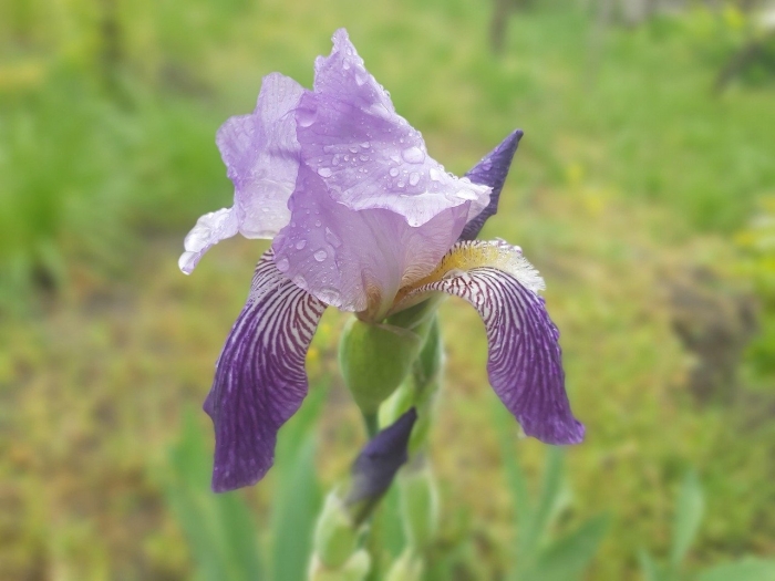 Ирис фиолетовый обыкновенный