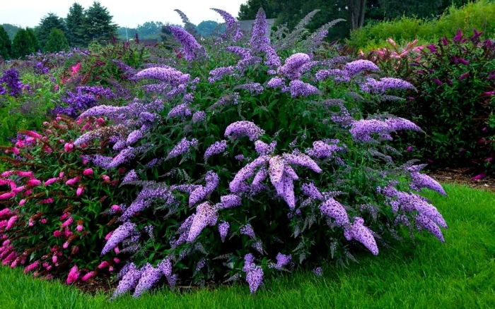 Кустарник давида будлея