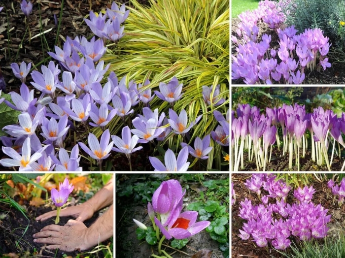 Крокус осенний безвременник