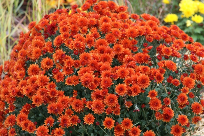 Гайлардия аризона эприкот