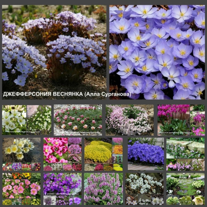 Джефферсония сомнительная