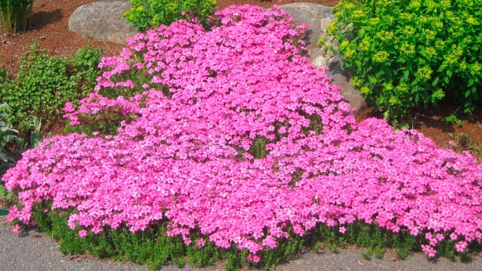 Флокс шиловидный почвопокровный