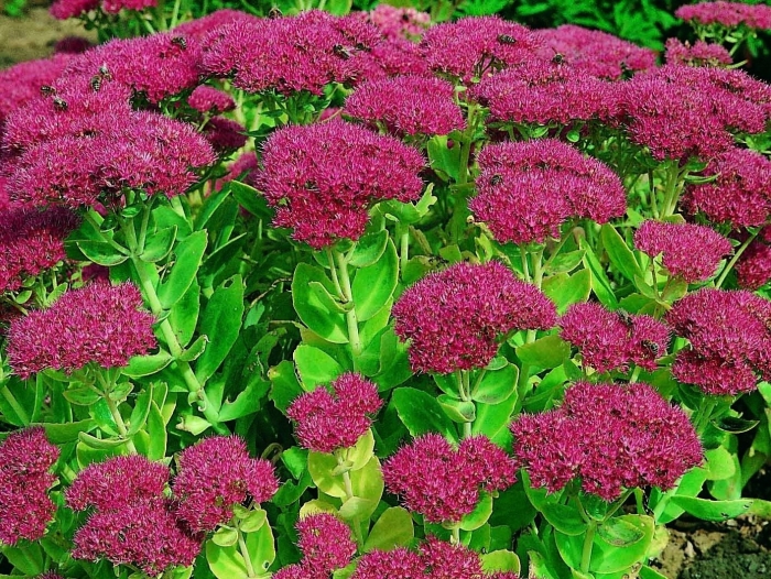 Очиток телефиум