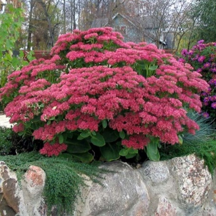 Очиток (седум) хербстфройде