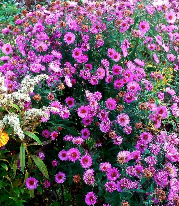 Золотой шар цветы многолетники