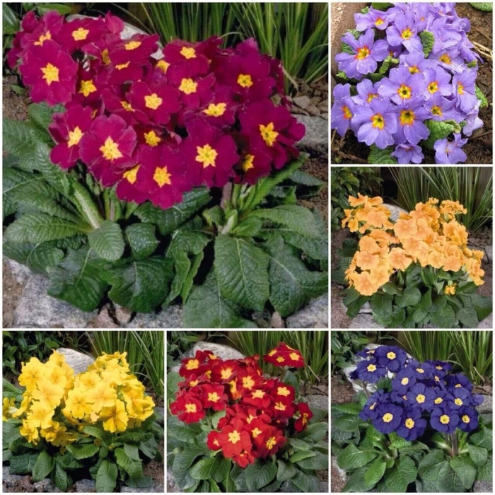 Примула ванда