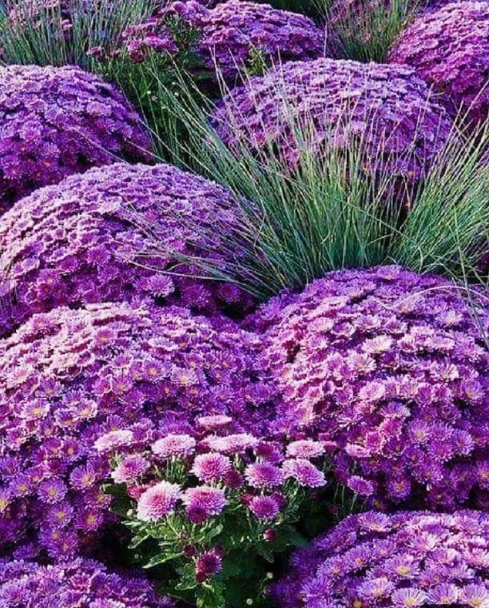 Purple garden