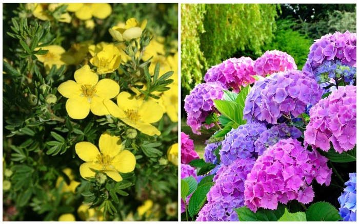 Цветы для сада неприхотливые долгоцветущие