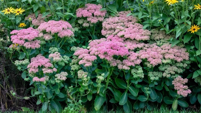 Очиток видный sedum spectabile brilliant