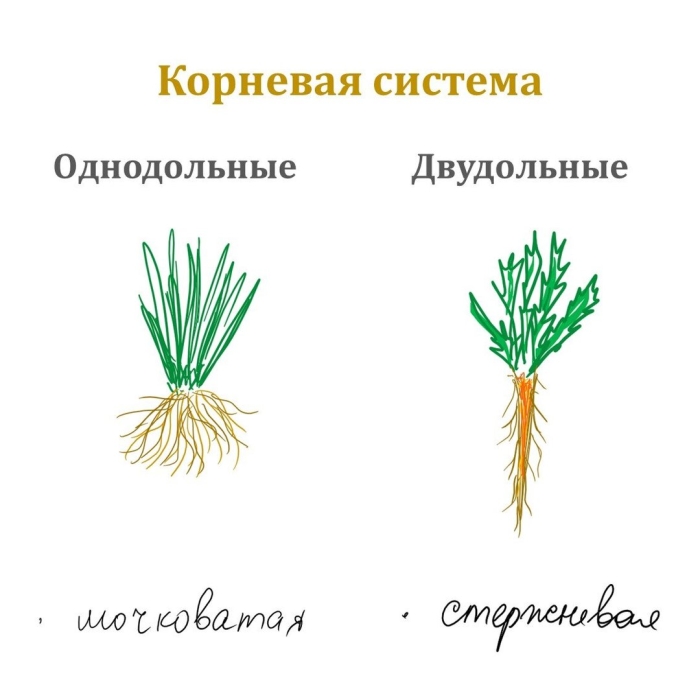 Что такое мочковатая корневая система в биологии 6 класс