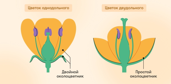 Строение цветков с двойным и простым околоцветником