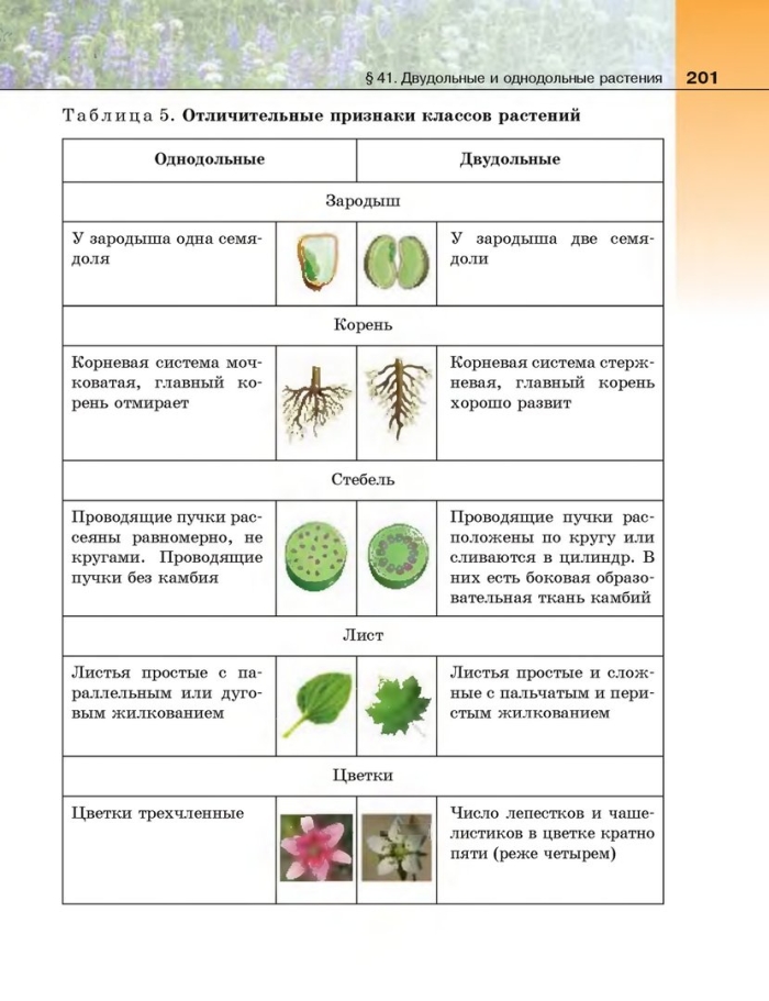 Семейства однодольных и двудольных растений таблица